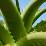 Manfaat Tanaman Herbal di Rumah untuk Kesehatan